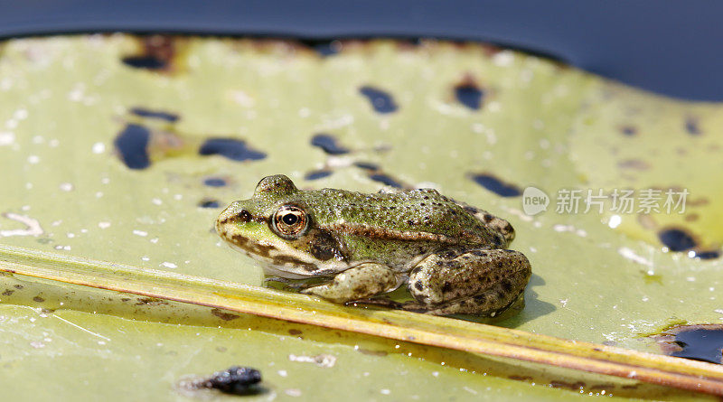 绿色可食用蛙(Rana esculenta synkl.)少年